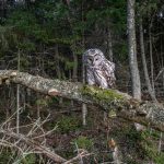 A beautiful Ural owl perched on a branch, showcasing its striking patterns against a verdant forest backdrop.