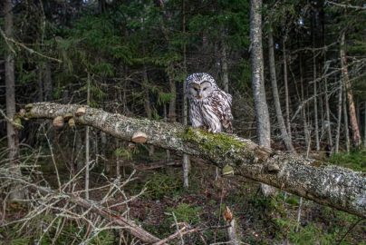 A beautiful Ural owl perched on a branch, showcasing its striking patterns against a verdant forest backdrop.