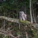 A beautiful Ural owl perched on a branch, showcasing its striking patterns against a verdant forest backdrop.
