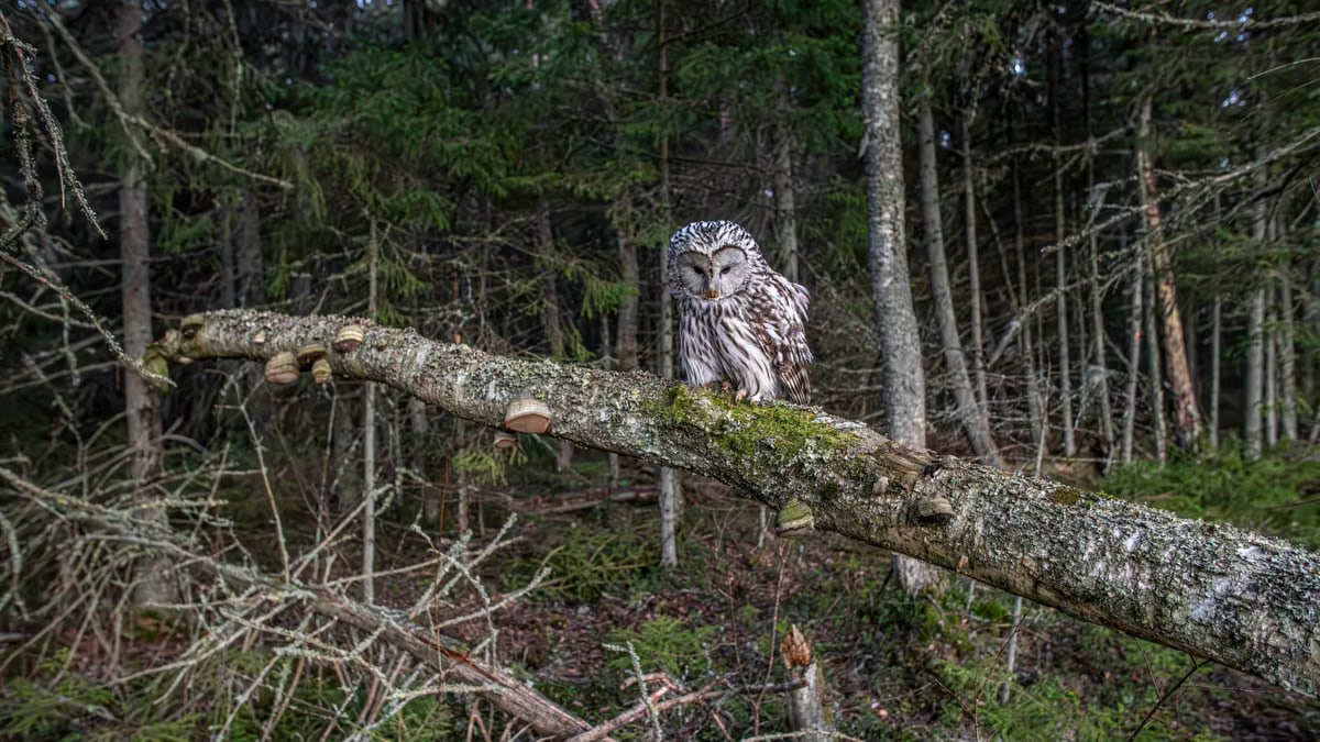 A beautiful Ural owl perched on a branch, showcasing its striking patterns against a verdant forest backdrop.
